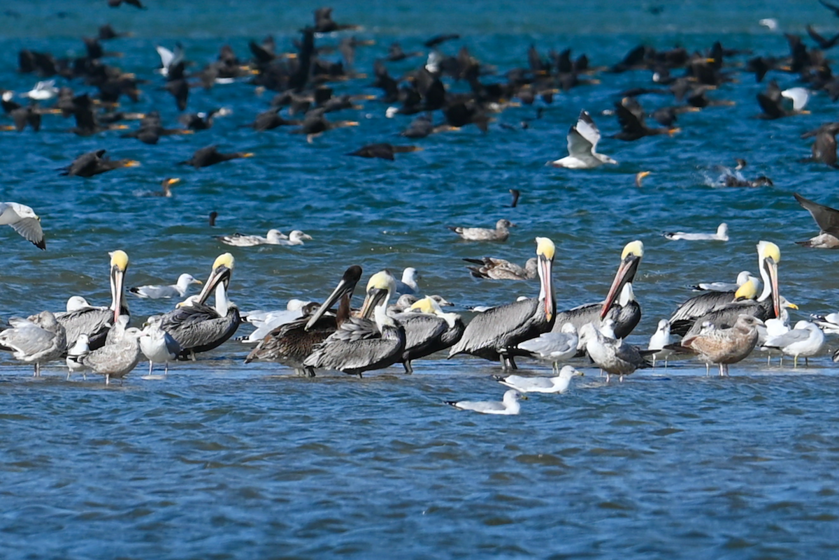 Brown Pelican - ML628387861