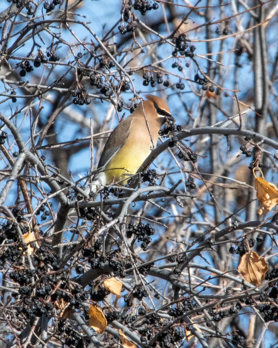 Cedar Waxwing - ML628387890