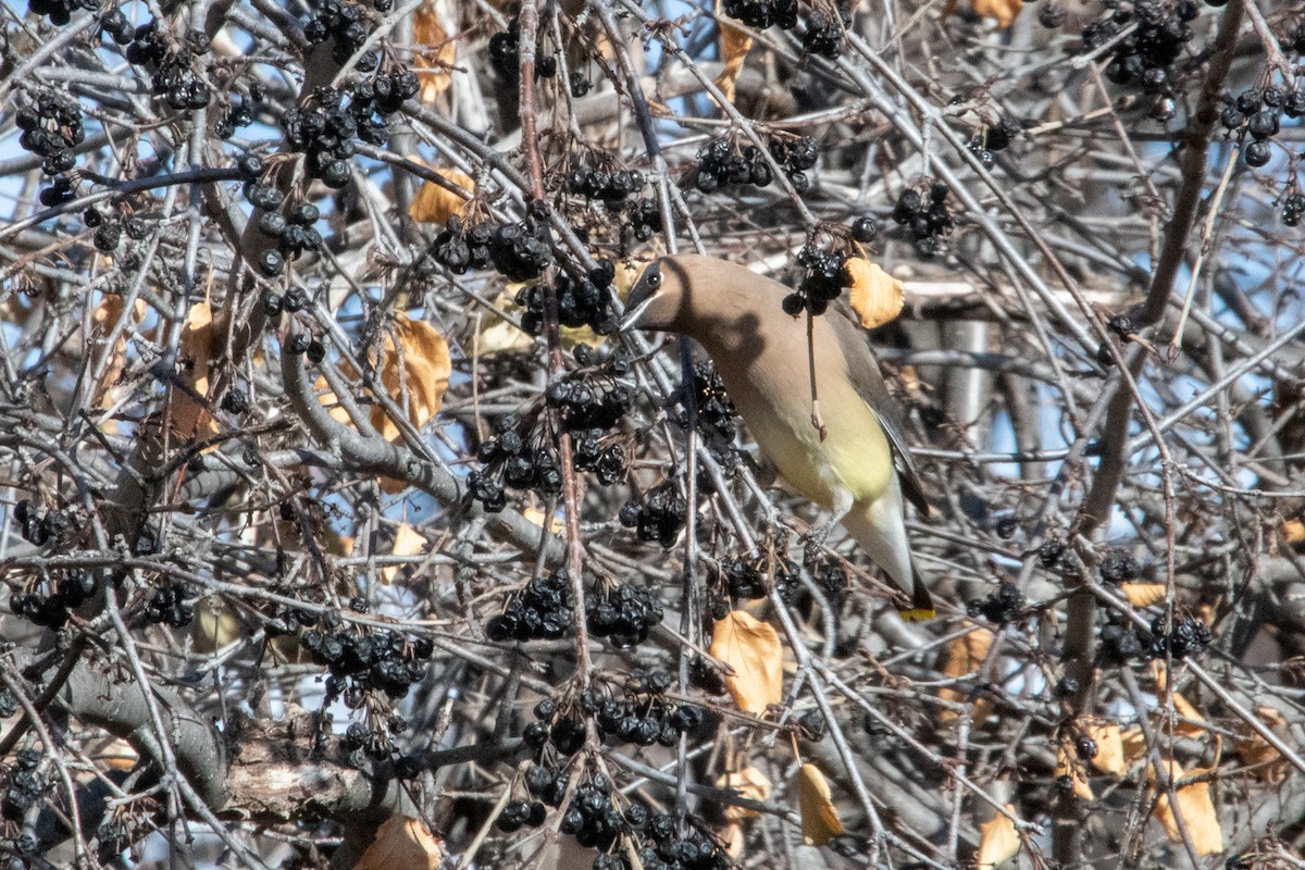 Cedar Waxwing - ML628387892