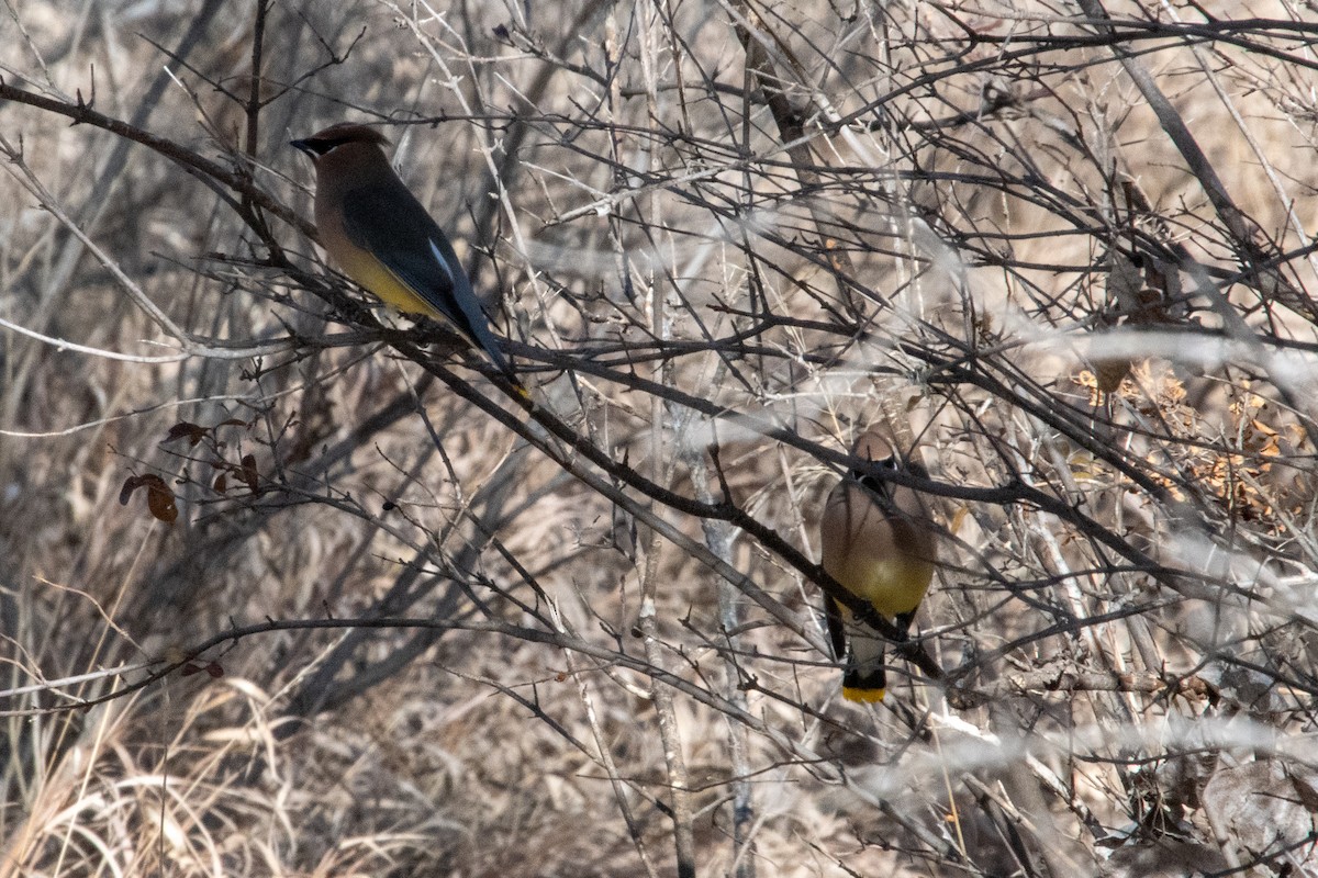 Cedar Waxwing - ML628387893