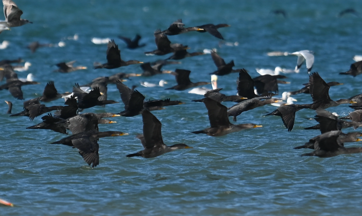 Double-crested Cormorant - ML628387901