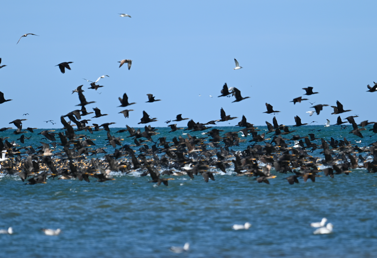 Double-crested Cormorant - ML628387902