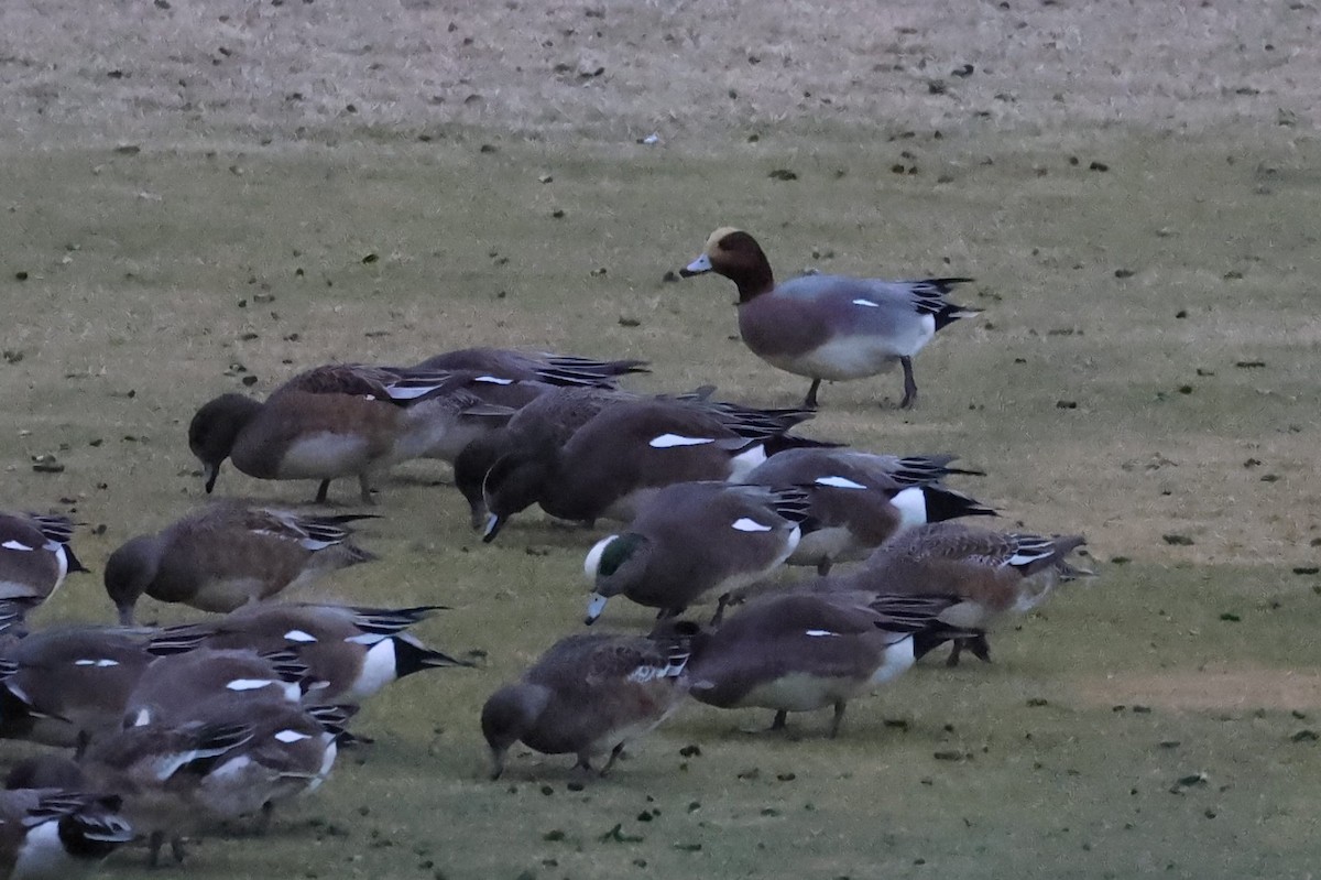 Eurasian Wigeon - ML628387925