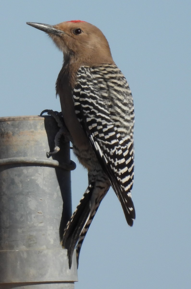 Gila Woodpecker - ML628387940