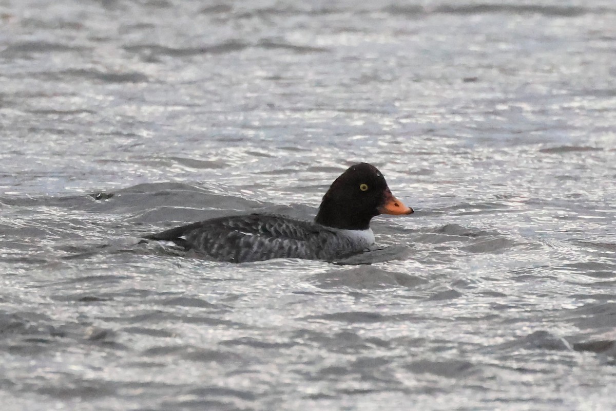 Barrow's Goldeneye - ML628387979