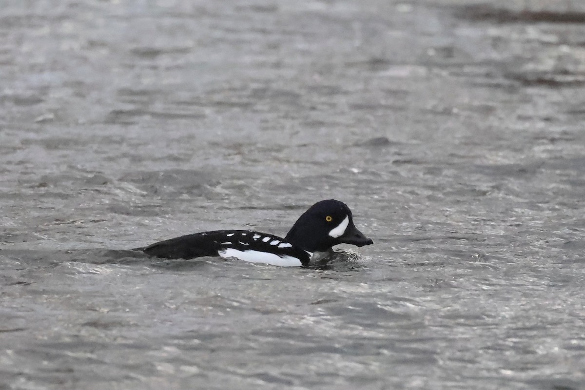 Barrow's Goldeneye - ML628387980