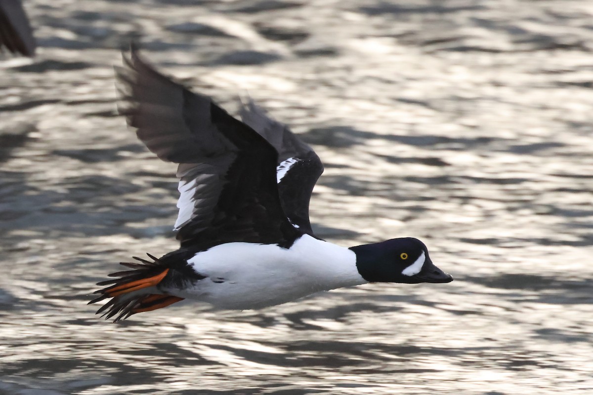 Barrow's Goldeneye - ML628387981