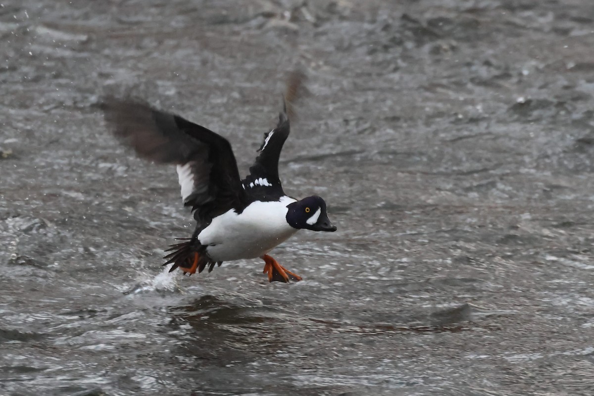 Barrow's Goldeneye - ML628387982