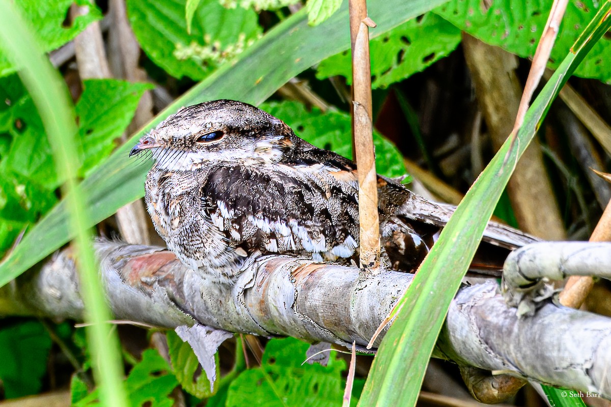 Ladder-tailed Nightjar - ML628387988