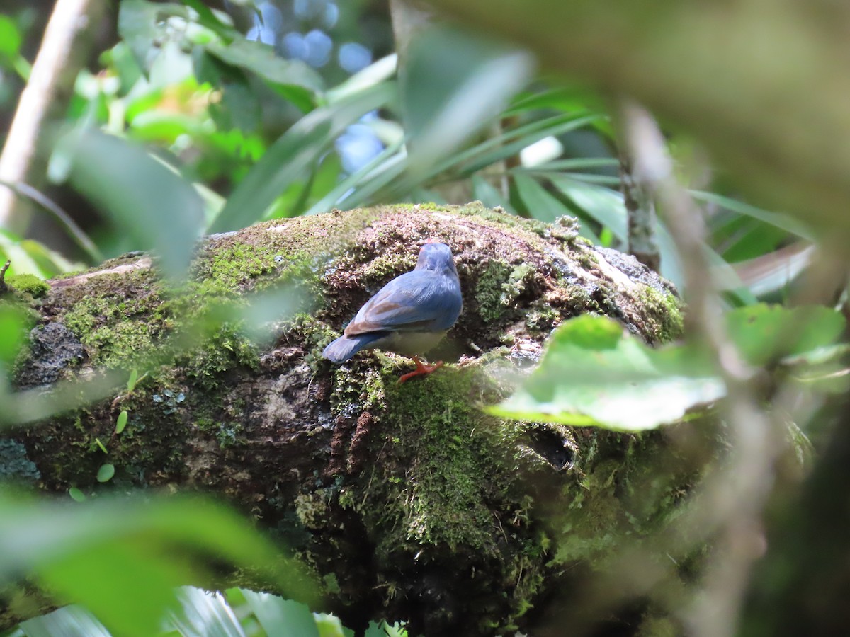 Velvet-fronted Nuthatch - ML628387999