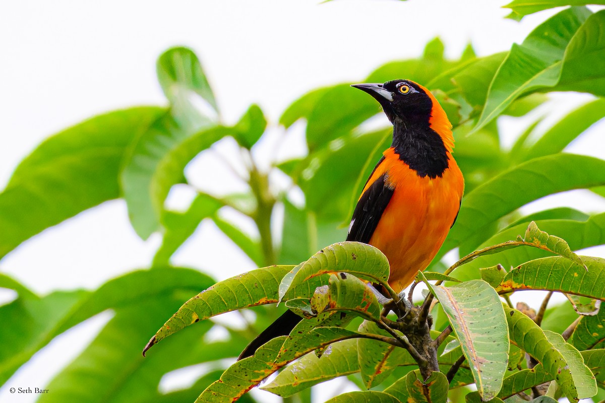 Orange-backed Troupial - ML628388022