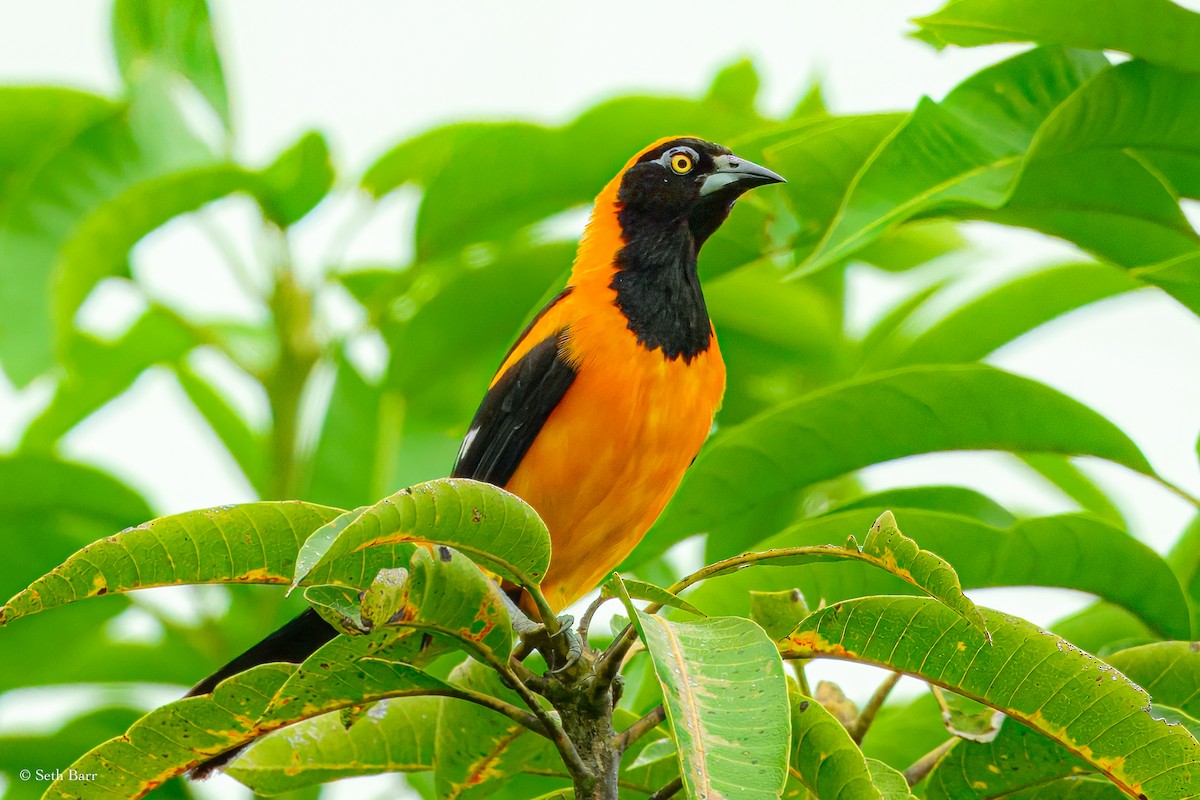 Orange-backed Troupial - ML628388023