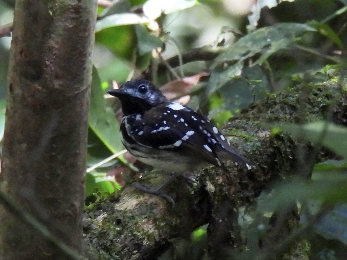 Dot-backed Antbird - ML628388032