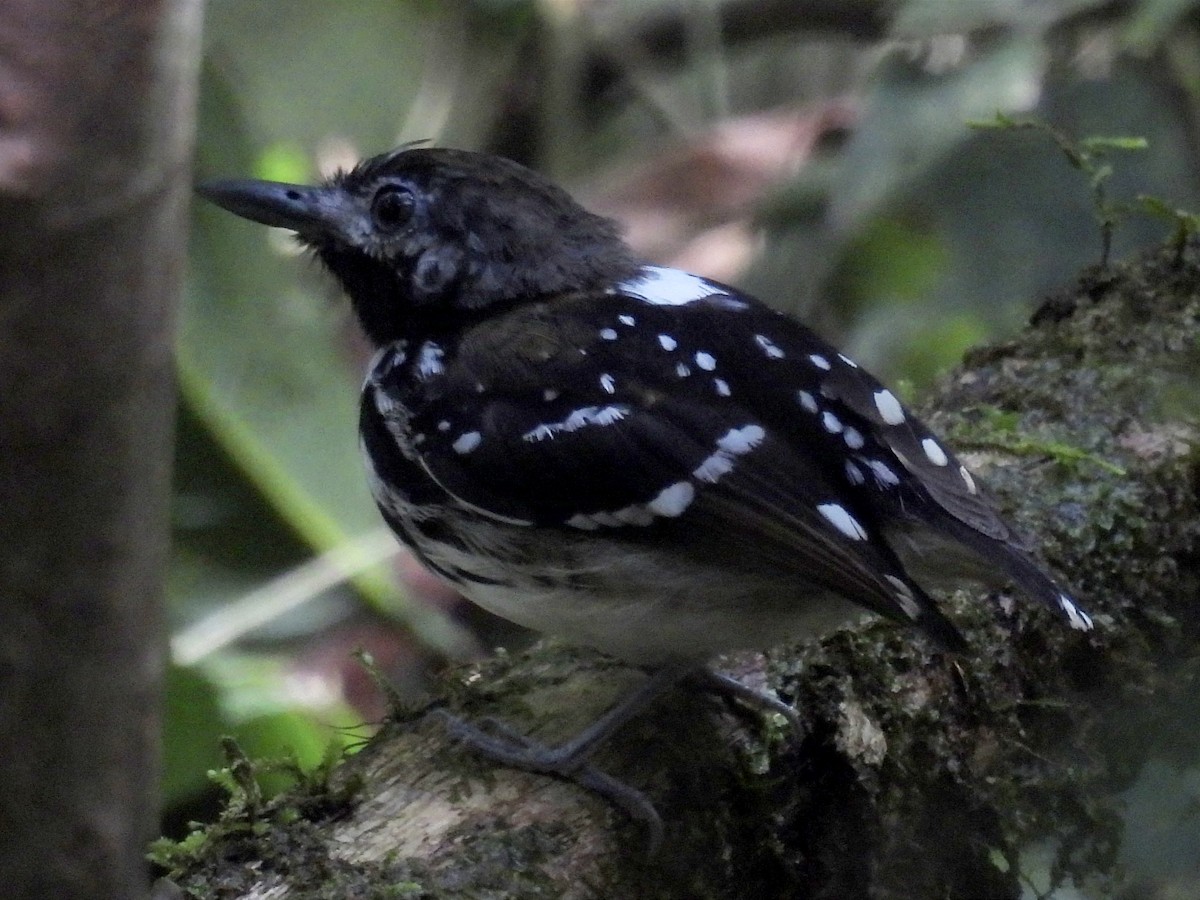 Dot-backed Antbird - ML628388033