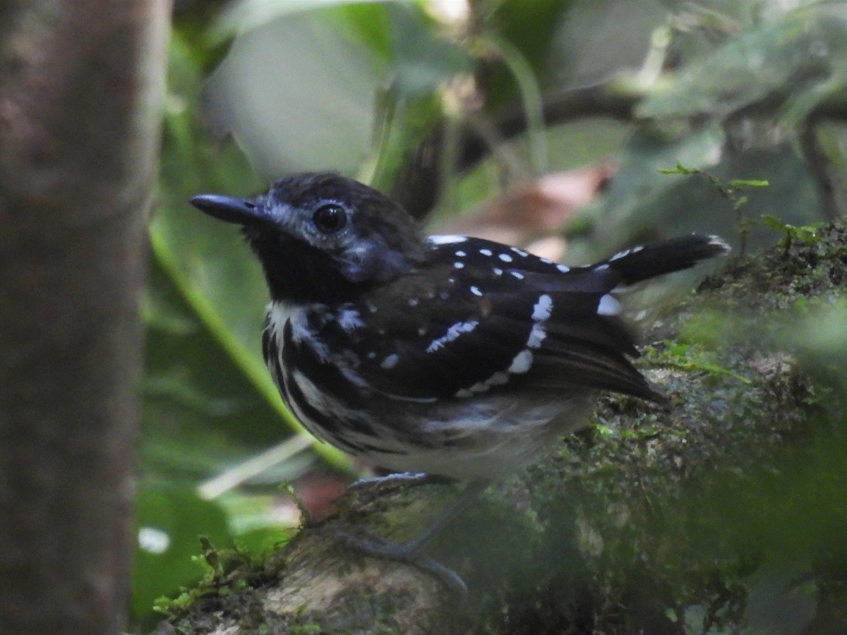 Dot-backed Antbird - ML628388034