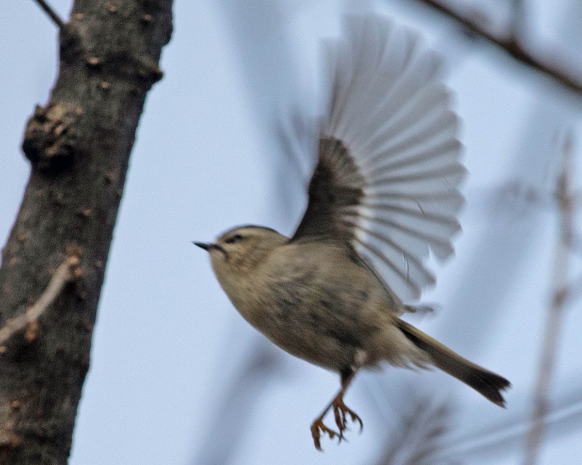 Golden-crowned Kinglet - ML628388039
