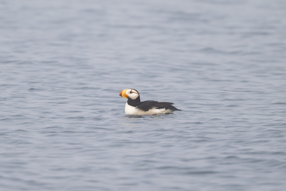 Horned Puffin - ML628388050