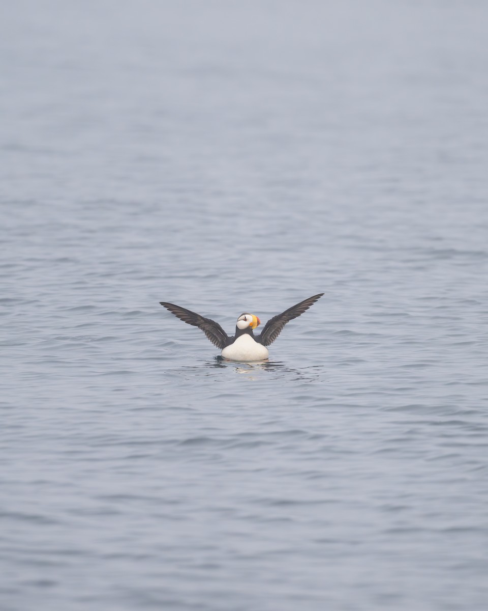 Horned Puffin - ML628388051