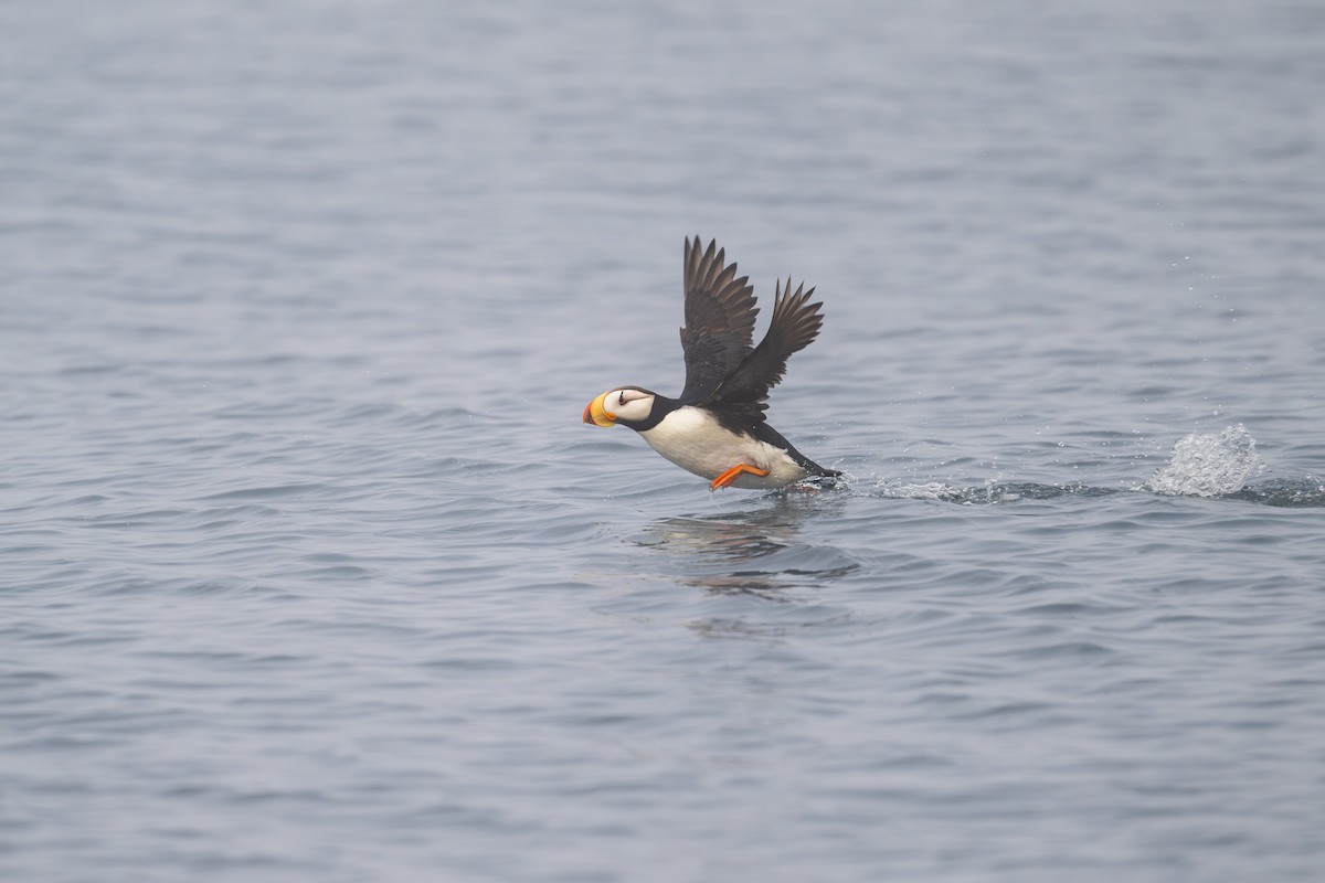 Horned Puffin - ML628388052