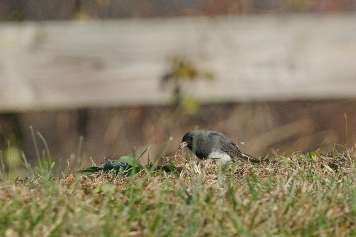 Junco Ojioscuro (hyemalis/carolinensis) - ML628388133