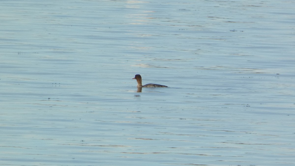 Red-breasted Merganser - ML628388278
