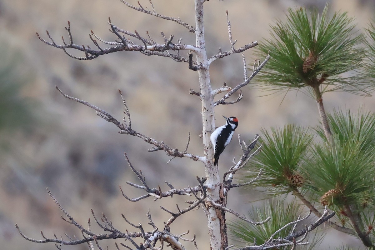 Hairy Woodpecker - ML628388305