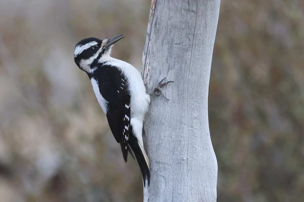 Hairy Woodpecker - ML628388306