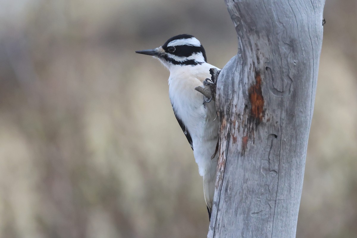 Hairy Woodpecker - ML628388307