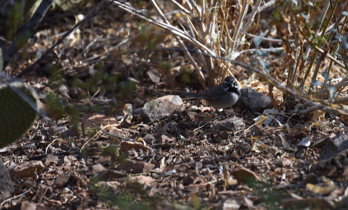 Black-throated Sparrow - ML628388338