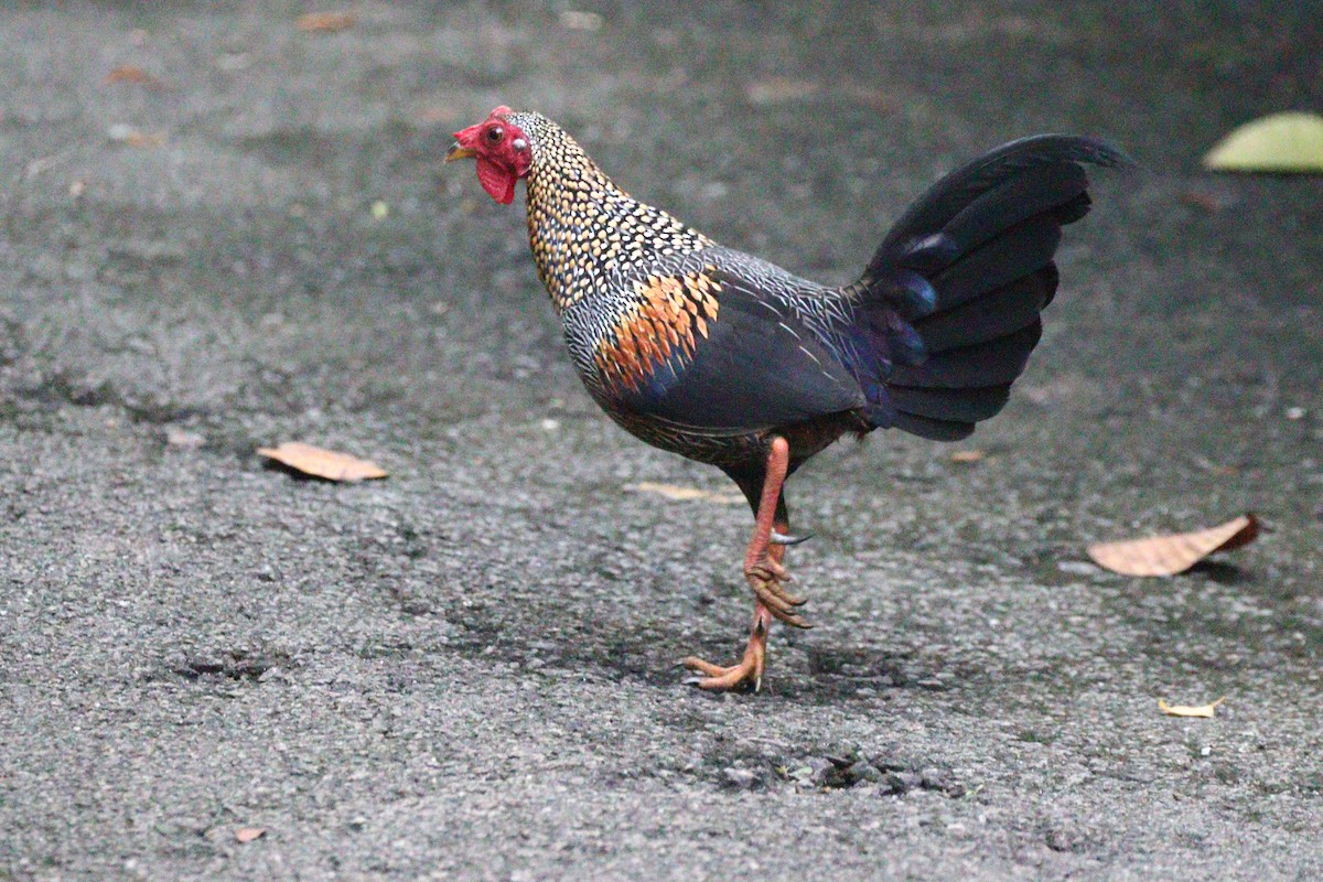 Gray Junglefowl - ML628388354