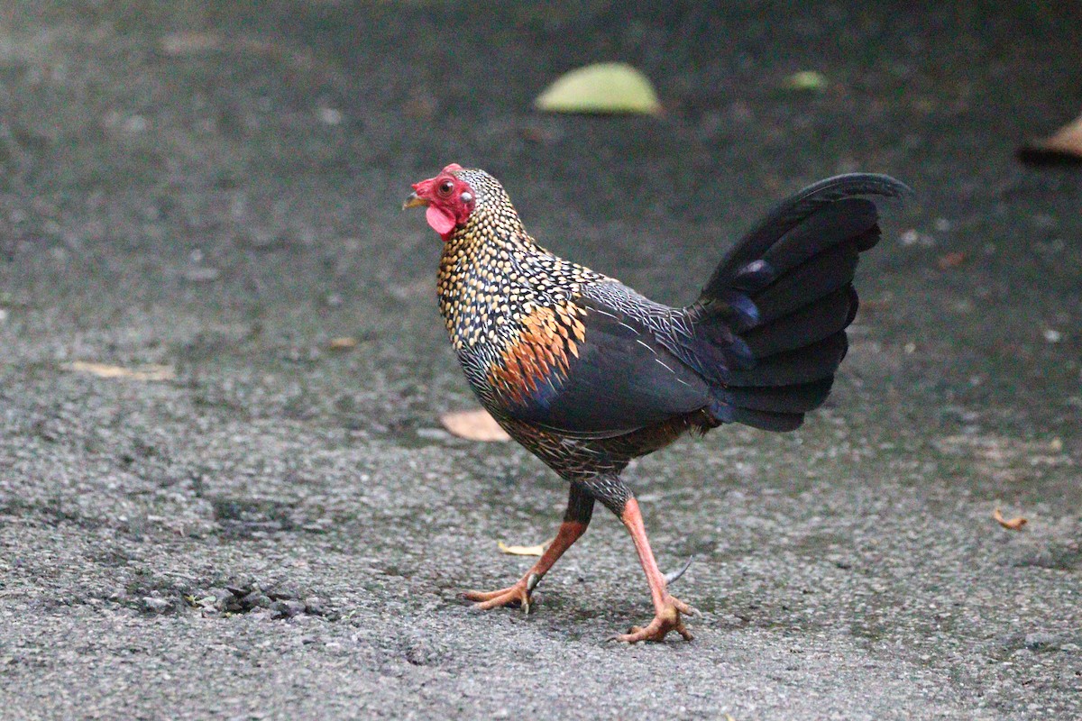Gray Junglefowl - ML628388355