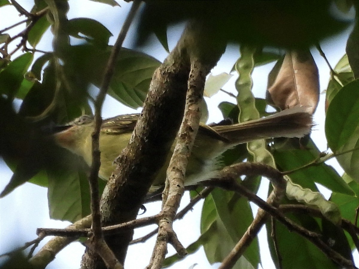 Orange-eyed Flatbill - ML628388488