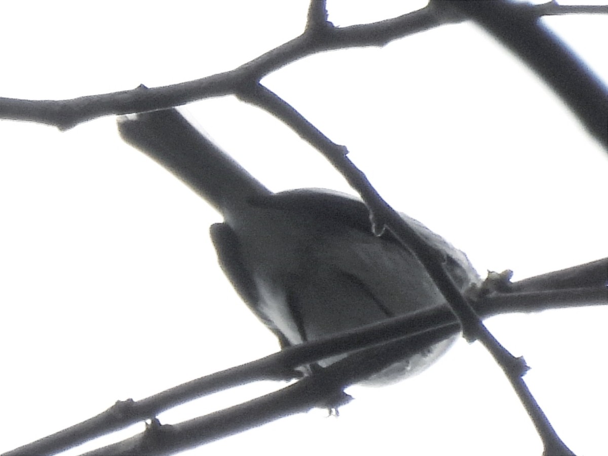 Amazonian Elaenia - ML628388546