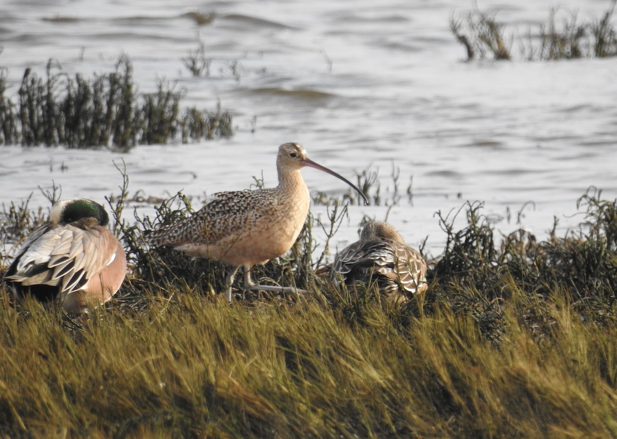 Long-billed Curlew - ML628388607