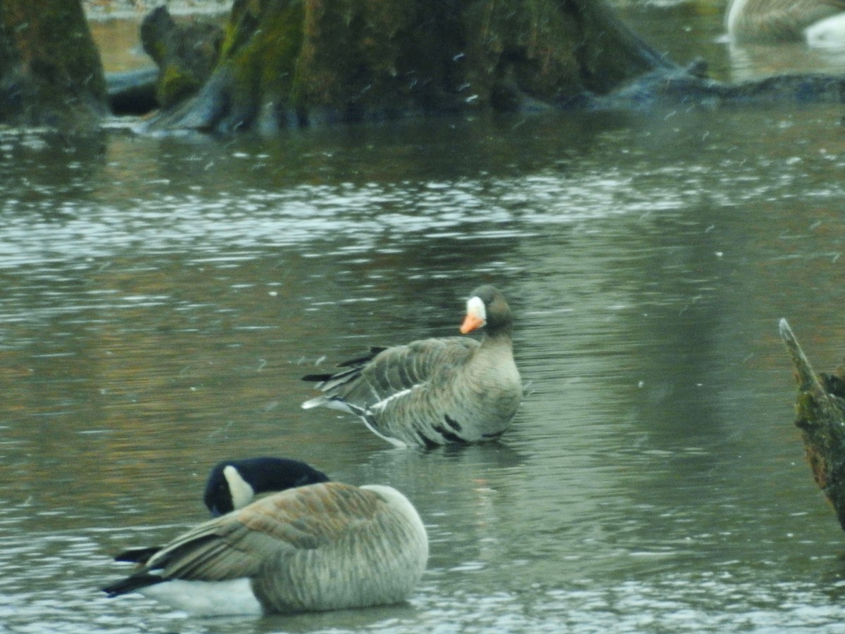 Blässgans - ML628388649