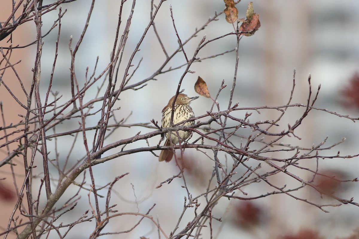 Brown Thrasher - ML628388731