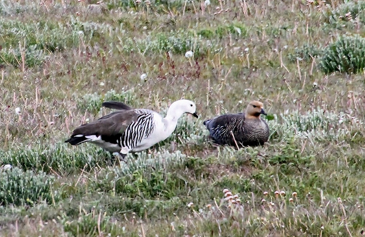 Upland Goose (White-breasted) - ML628388997