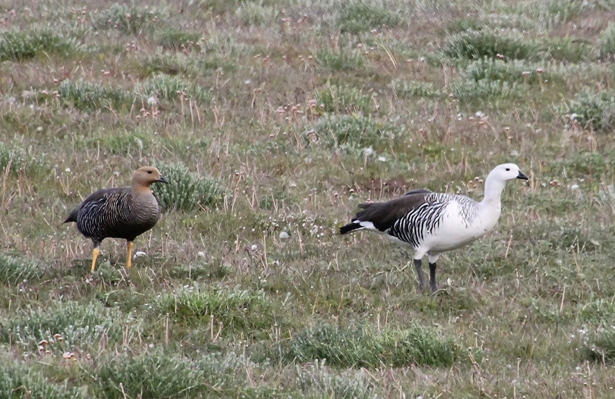 Upland Goose (White-breasted) - ML628388999