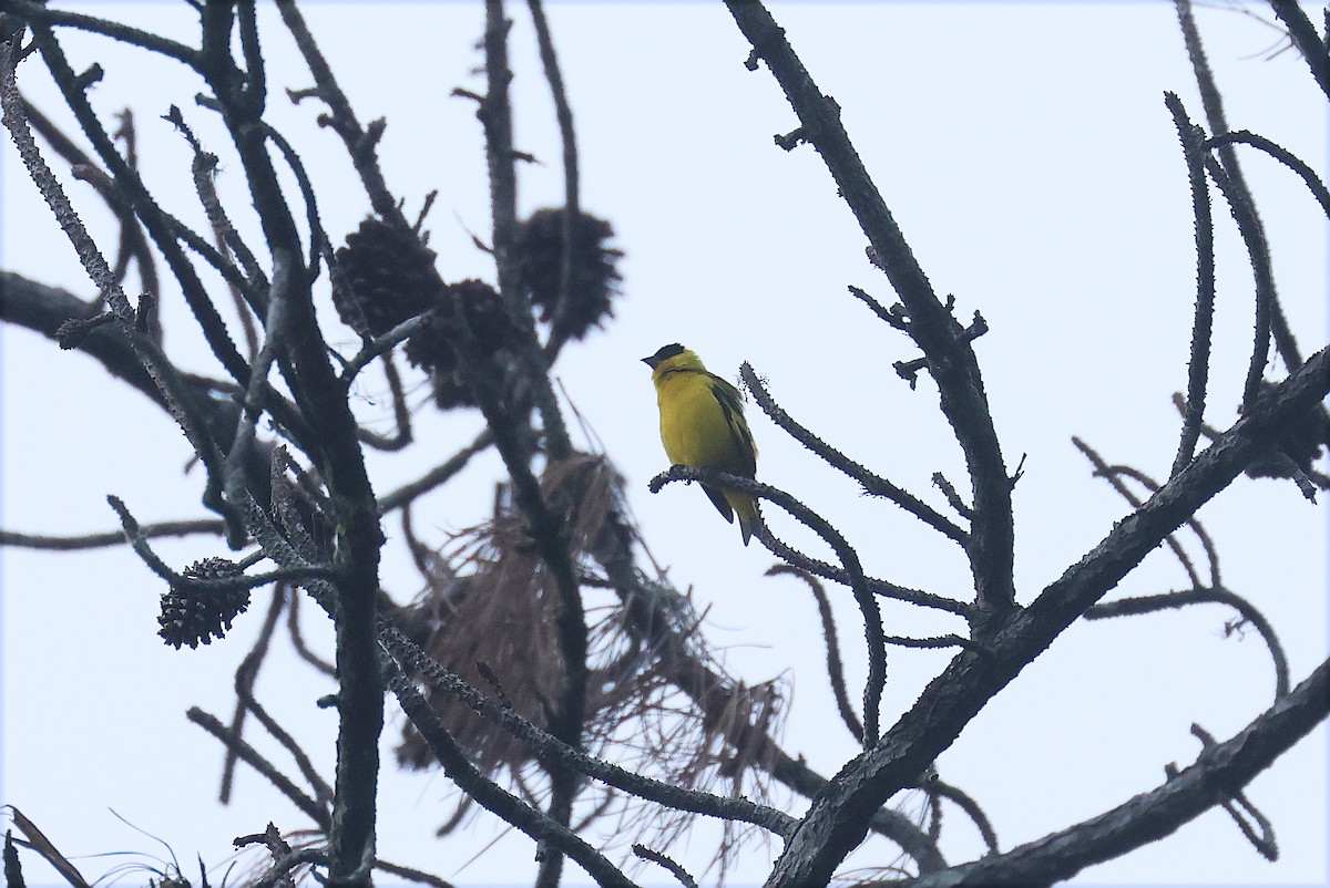 Yellow-faced Siskin - ML628389012