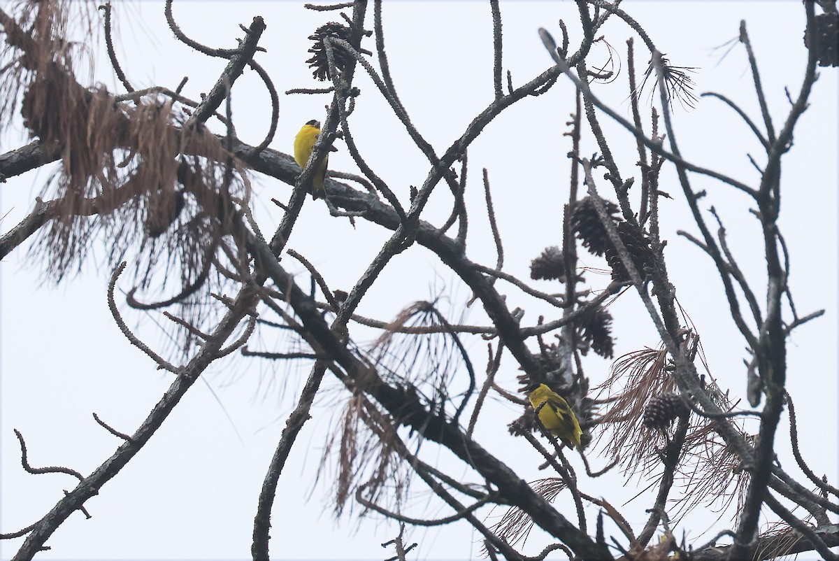 Yellow-faced Siskin - ML628389013