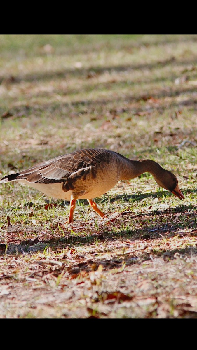 Greater White-fronted Goose - ML628389036
