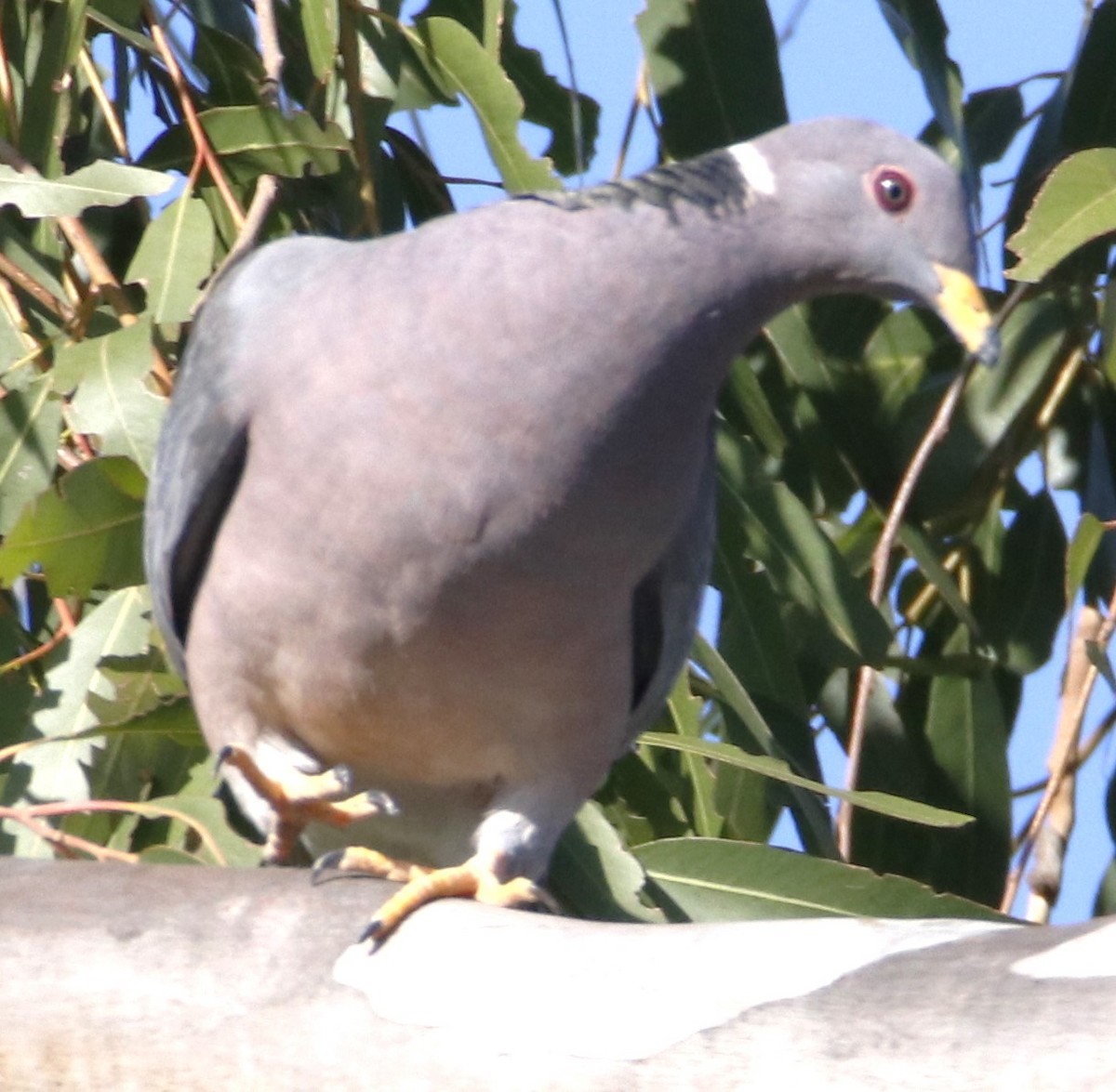 Band-tailed Pigeon - ML628389051