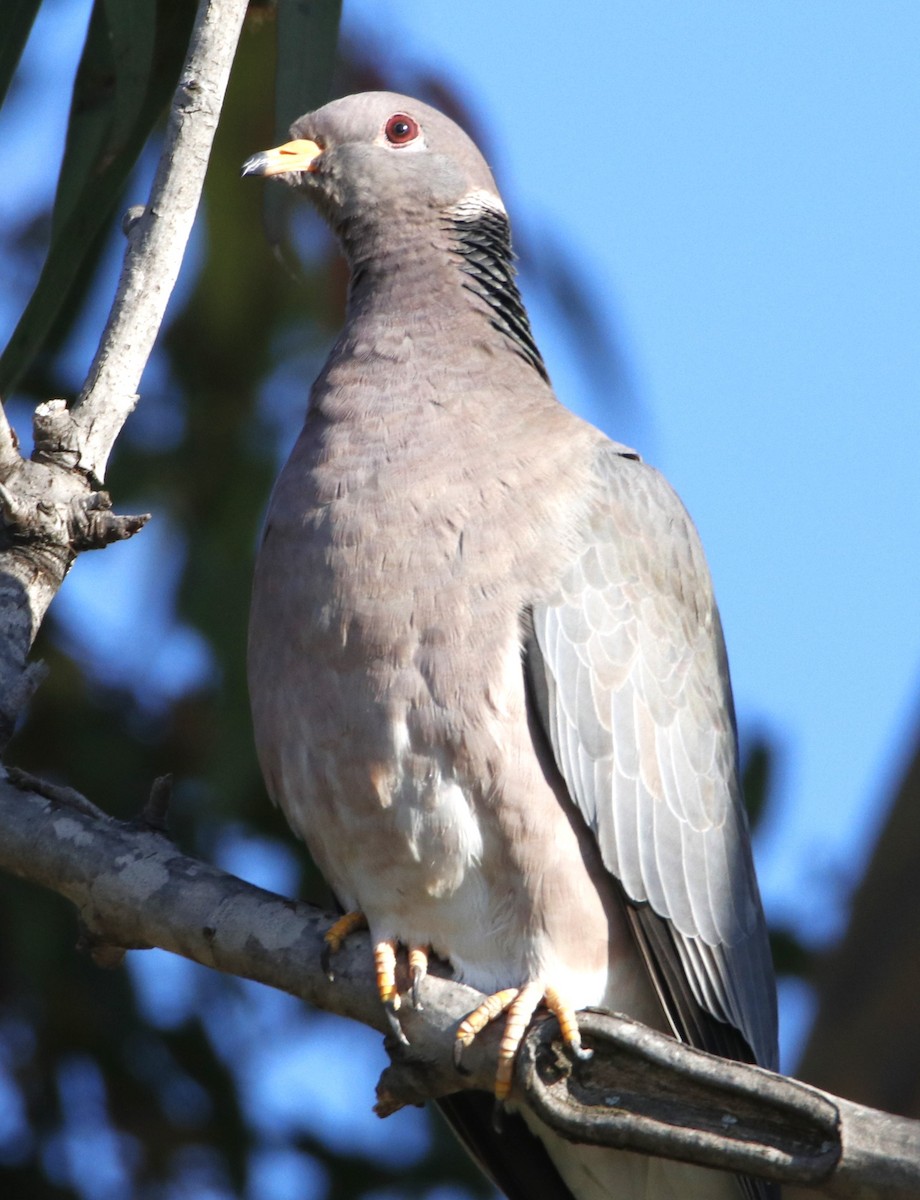 Band-tailed Pigeon - ML628389052