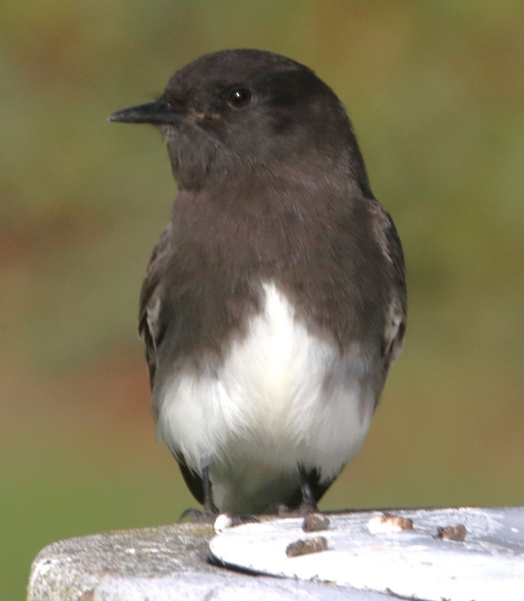 Black Phoebe - ML628389062