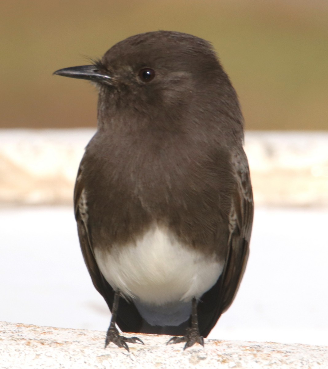 Black Phoebe - ML628389063