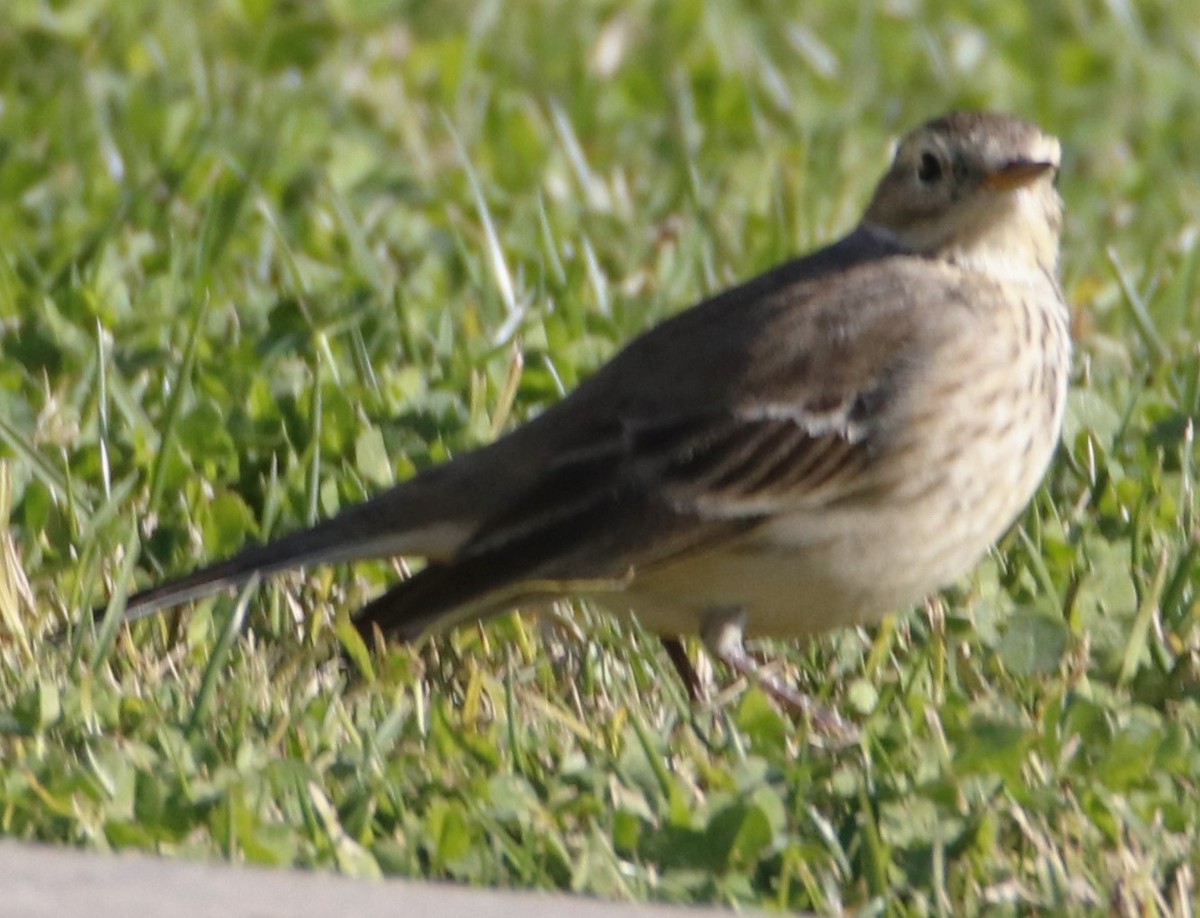 American Pipit - ML628389078