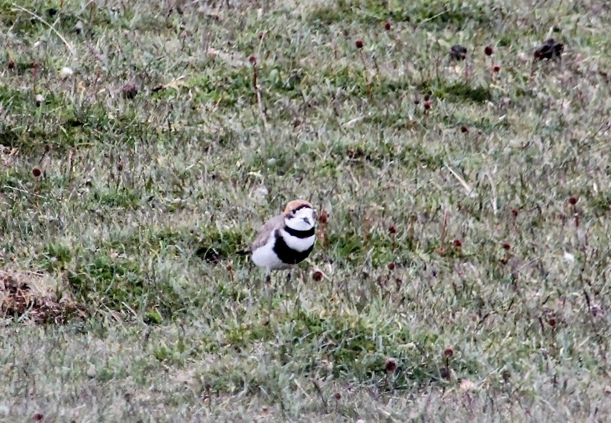Two-banded Plover - ML628389120