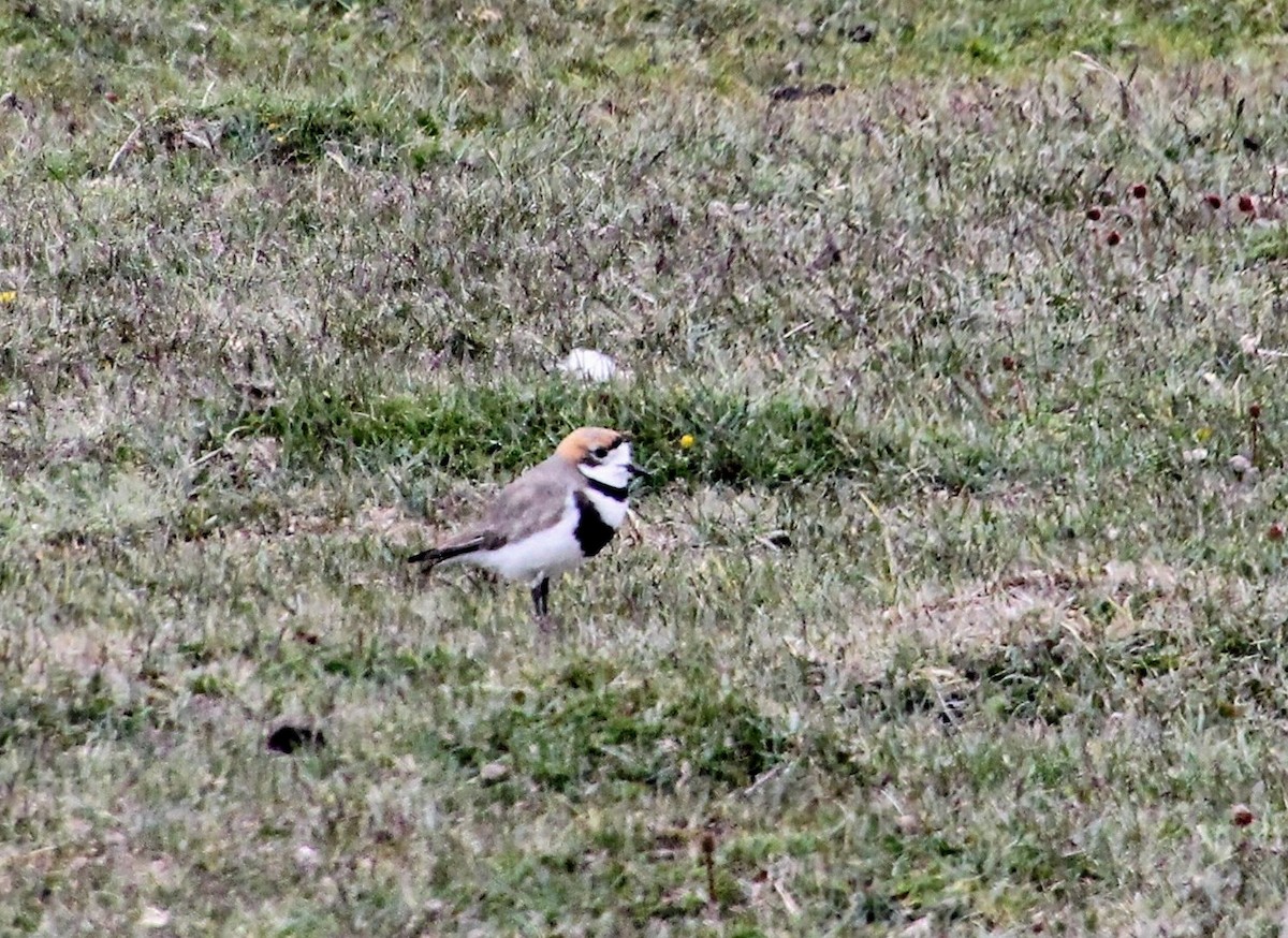 Two-banded Plover - ML628389121