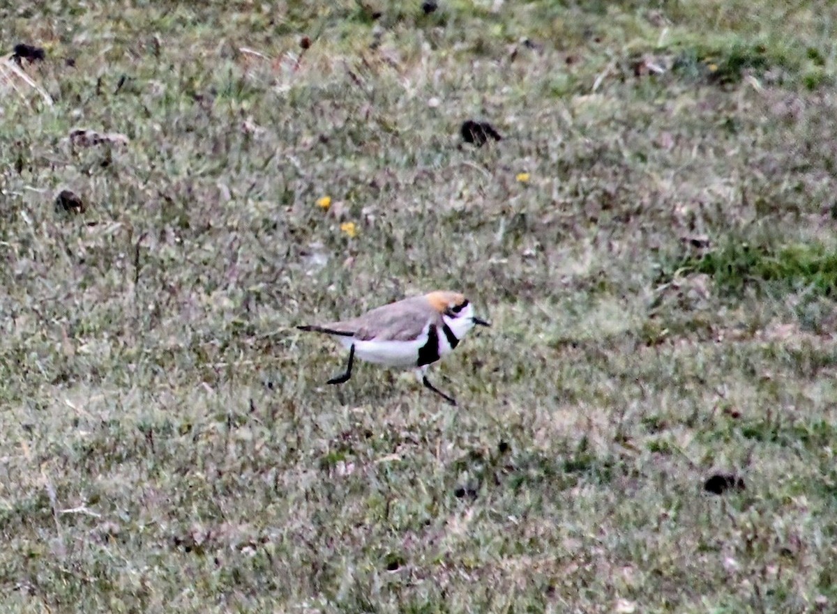 Two-banded Plover - ML628389126