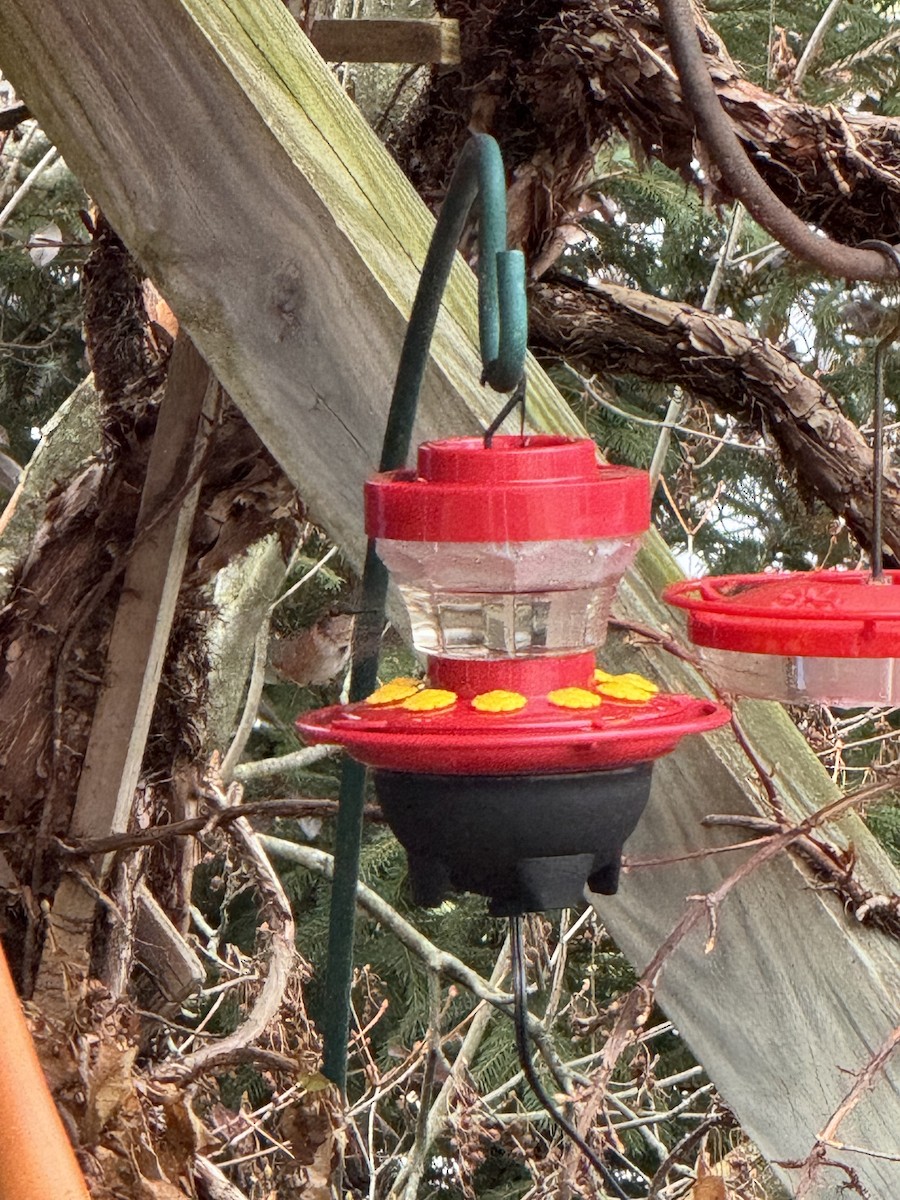 Rufous Hummingbird - ML628389190